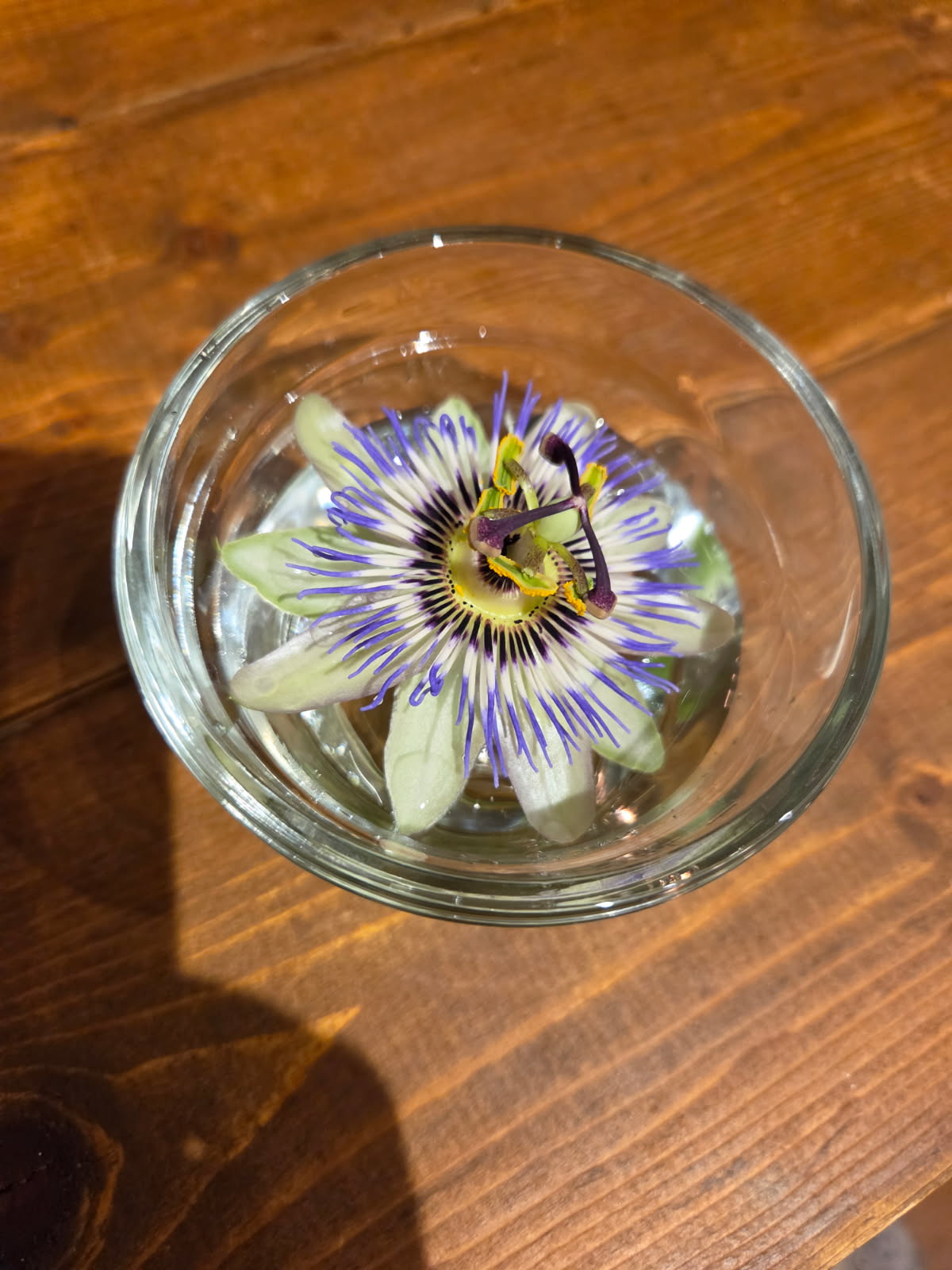 A passion flower in bloom, with its ring of radiating filaments and intricate center